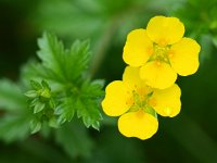 Potentilla erecta 7, Tormentil, Saxifraga-Rudmer Zwerver